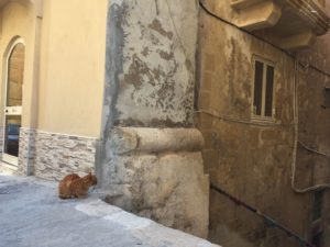 ヴァレッタの猫